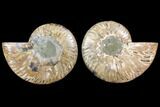 Agatized Ammonite Fossil - Crystal Filled Chambers #145843-1